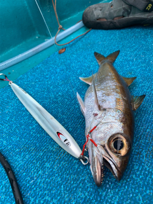 白浜沖中深海ジギング