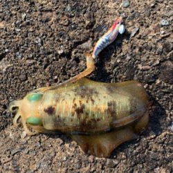 連休初日エギング