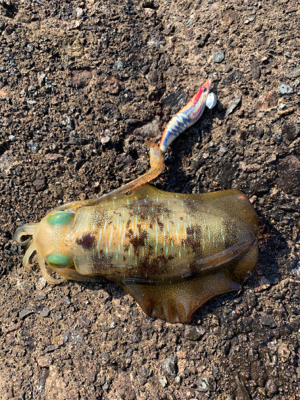 連休初日エギング