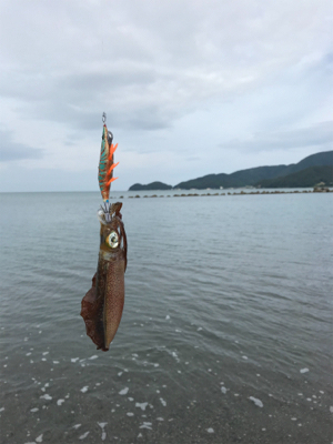 サーフエギング