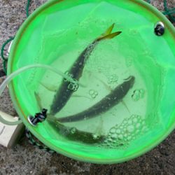 アジ、渋かった…