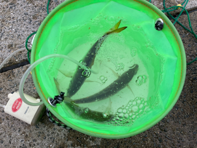 アジ、渋かった…