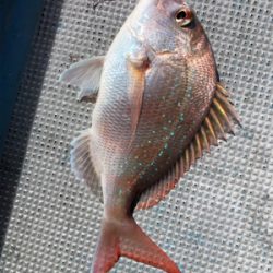 和歌山オフショア