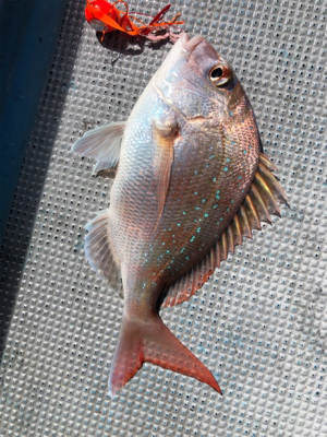 和歌山オフショア