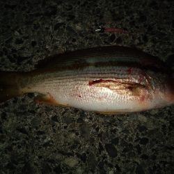 コロッケ1パイとタテシマフエダイ