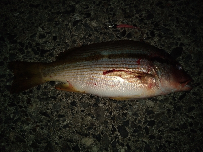 コロッケ1パイとタテシマフエダイ