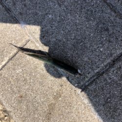 暑さは和らいだんだけど…