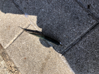 暑さは和らいだんだけど…