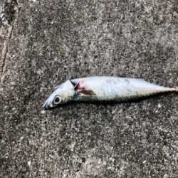 ミニ波止 夕まずめ渋め