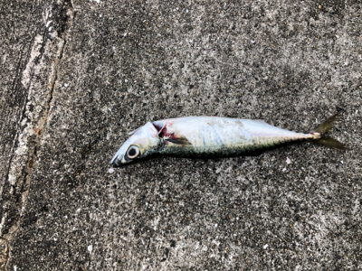 ミニ波止 夕まずめ渋め