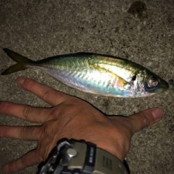 ☆尺アジ狙い☆