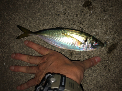 ☆尺アジ狙い☆