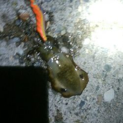 障泥烏賊2杯、キジハタ2匹、アナハゼ1匹、ダツ1