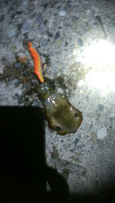 障泥烏賊2杯、キジハタ2匹、アナハゼ1匹、ダツ1