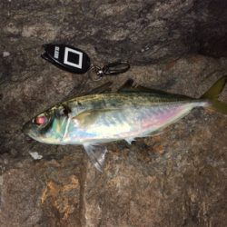 イサキを求めて