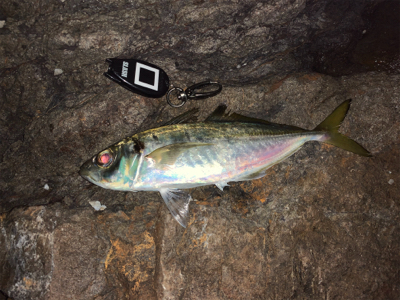 イサキを求めて