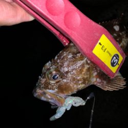 小さいけど初アコウ！