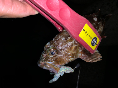 小さいけど初アコウ！