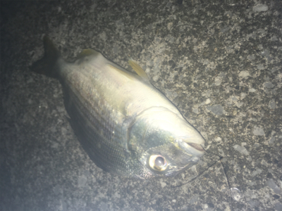 ちょい投げなど