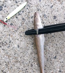 タチウオ釣り
