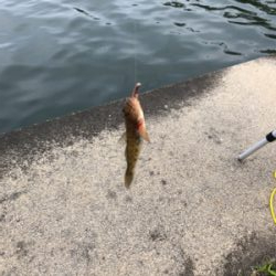 1年ぶりのハゼ釣り