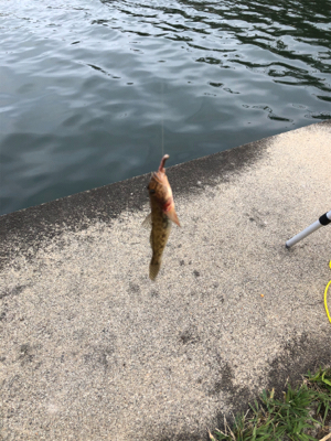 1年ぶりのハゼ釣り