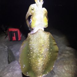 サーフエギング