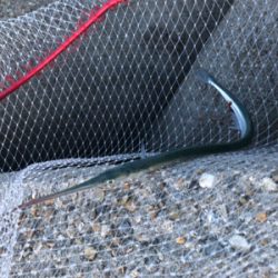 ダツチェイスとハマチ