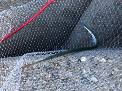 ダツチェイスとハマチ