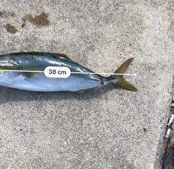 ハマチに成長中