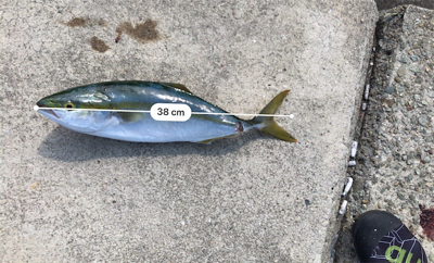 ハマチに成長中