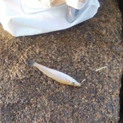 大塩海岸のキス釣り