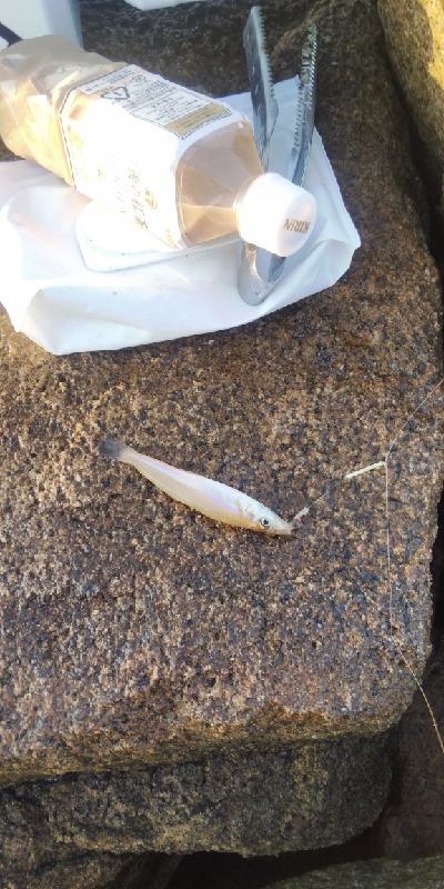 大塩海岸のキス釣り