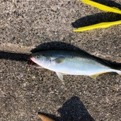 和田防新波止 地合はわずか