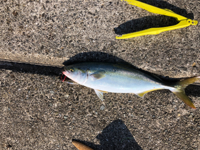和田防新波止 地合はわずか