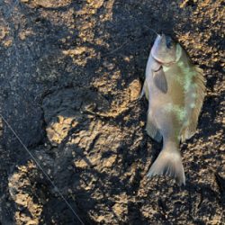 磯からフカセでイサギ＆グレ