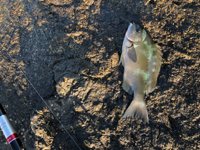 磯からフカセでイサギ＆グレ
