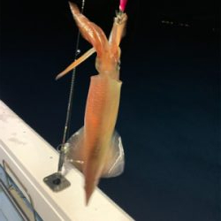 ナイトティップランエギング