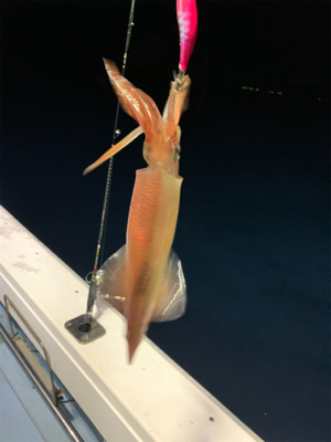 ナイトティップランエギング