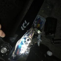 久々に太刀魚に会えました。