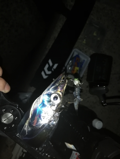 久々に太刀魚に会えました。