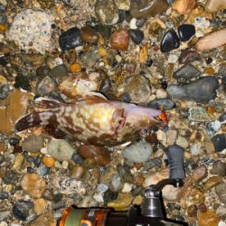 アタリはあるけど