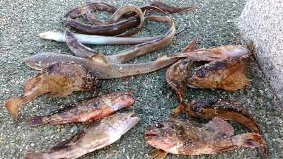 五色浜で、カサゴ、アナゴ、ゴンズイ、サメ、…