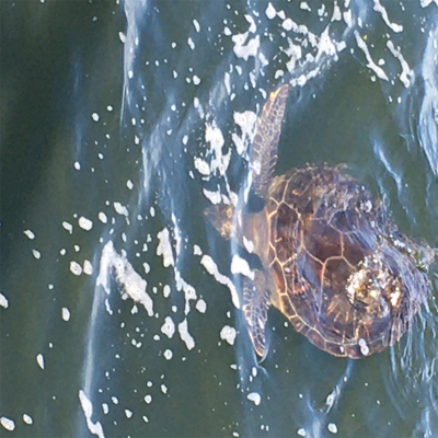 強風。。鯖渋くグチ。