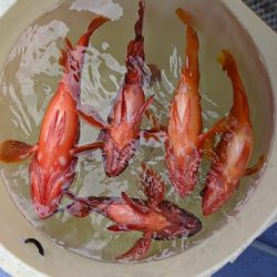 ロックフィッシュ