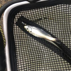 タチウオ居ませんでした