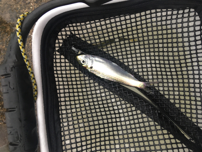 タチウオ居ませんでした