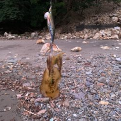 アオリイカを求めて