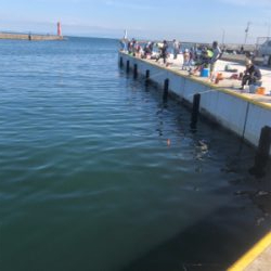 マイワシ、ウルメイワシが乱舞。まさに入れ食い。