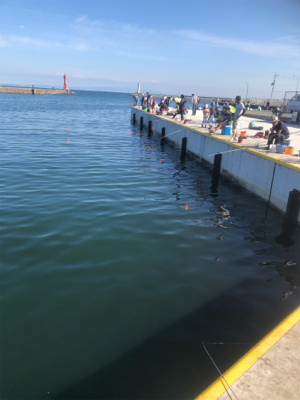 マイワシ、ウルメイワシが乱舞。まさに入れ食い。